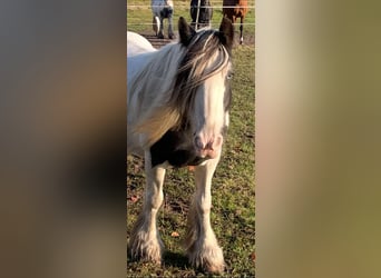 Tinker, Merrie, 17 Jaar, 142 cm, Gevlekt-paard
