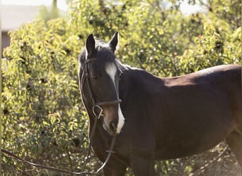 Tinker Mix, Merrie, 17 Jaar, 152 cm, Donkerbruin