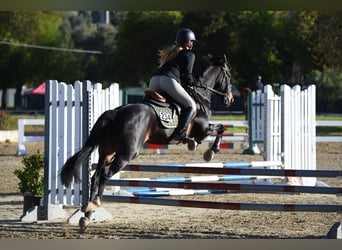 Tinker Mix, Merrie, 17 Jaar, 152 cm, Donkerbruin