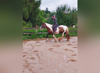 Tinker, Merrie, 17 Jaar, 158 cm, Gevlekt-paard