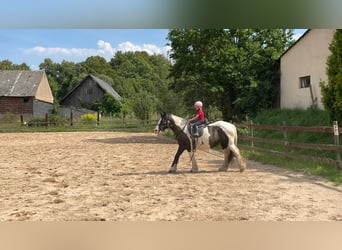 Tinker, Merrie, 17 Jaar, 158 cm, Gevlekt-paard