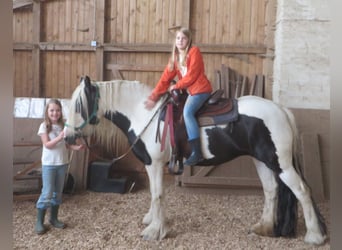 Tinker, Merrie, 18 Jaar, 150 cm, Gevlekt-paard