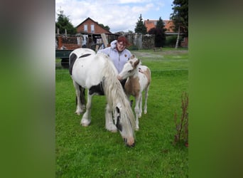Tinker, Merrie, 18 Jaar, 150 cm, Gevlekt-paard