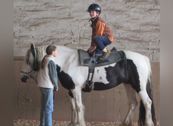 Tinker, Merrie, 18 Jaar, 150 cm, Gevlekt-paard