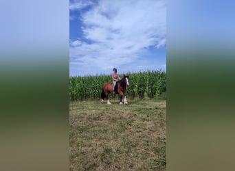 Tinker, Merrie, 18 Jaar, 155 cm, Bruin