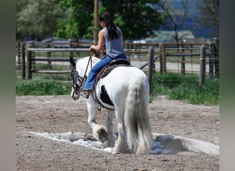 Tinker, Merrie, 18 Jaar, 157 cm, Gevlekt-paard