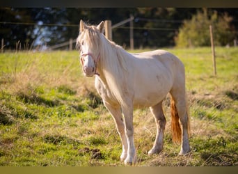 Tinker Mix, Merrie, 19 Jaar, 128 cm, Cremello