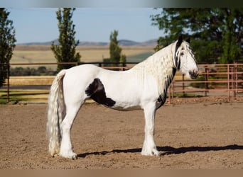 Tinker, Merrie, 19 Jaar, 157 cm