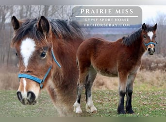 Tinker, Merrie, 1 Jaar, 112 cm, Roodbruin