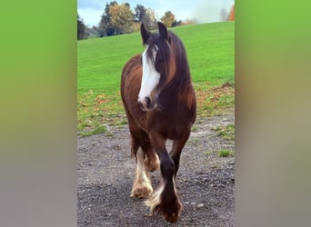 Tinker, Merrie, 1 Jaar, 142 cm, Bruin