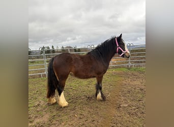 Tinker, Merrie, 1 Jaar, 142 cm, Bruin