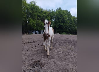 Tinker, Merrie, 1 Jaar, 148 cm, Gevlekt-paard