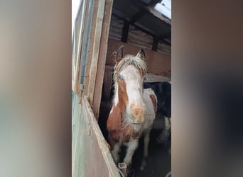 Tinker, Merrie, 1 Jaar, 148 cm, Gevlekt-paard