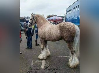 Tinker, Merrie, 1 Jaar, 150 cm, Gevlekt-paard