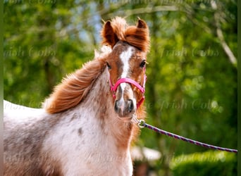 Tinker, Merrie, 1 Jaar, 150 cm, Roan-Red