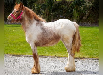 Tinker, Merrie, 1 Jaar, 150 cm, Roan-Red