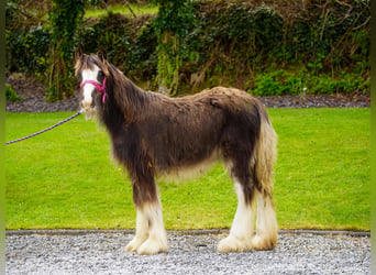 Tinker, Merrie, 1 Jaar, 151 cm