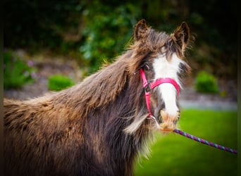 Tinker, Merrie, 1 Jaar, 151 cm