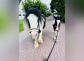 Tinker Mix, Merrie, 1 Jaar, Gevlekt-paard