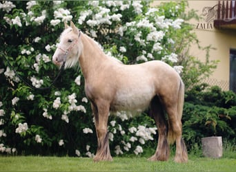 Tinker, Merrie, 1 Jaar, Palomino