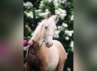 Tinker, Merrie, 1 Jaar, Palomino