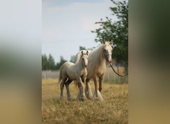 Tinker, Merrie, 1 Jaar, Palomino