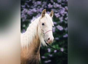Tinker, Merrie, 1 Jaar, Palomino