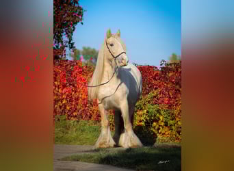 Tinker, Merrie, 1 Jaar, Palomino