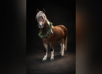 Tinker Mix, Merrie, 2 Jaar, 142 cm, Tobiano-alle-kleuren