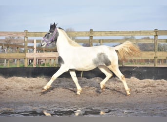 Tinker, Merrie, 2 Jaar, 143 cm, Tobiano-alle-kleuren