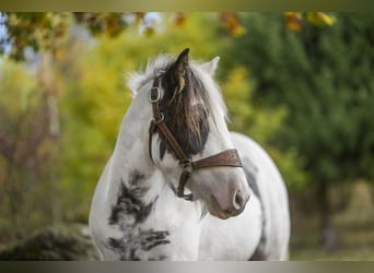 Tinker, Merrie, 2 Jaar, 147 cm, Gevlekt-paard