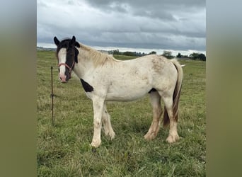 Tinker, Merrie, 2 Jaar, 150 cm, Gevlekt-paard