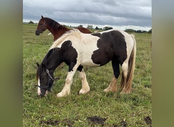 Tinker, Merrie, 2 Jaar, 150 cm, Gevlekt-paard