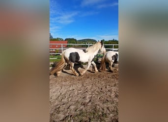 Tinker, Merrie, 2 Jaar, 150 cm, Gevlekt-paard