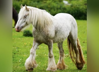 Tinker, Merrie, 2 Jaar