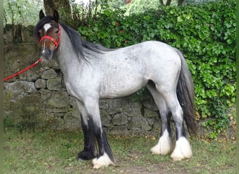 Tinker, Merrie, 2 Jaar, Roan-Bay