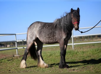 Tinker, Merrie, 2 Jaar, Roan-Bay