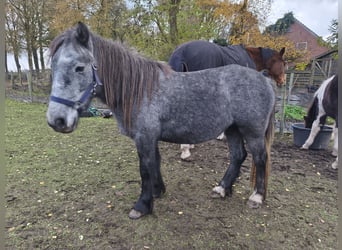 Tinker, Merrie, 3 Jaar, 125 cm, Appelschimmel