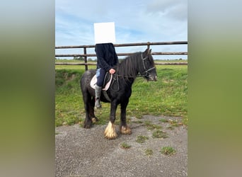 Tinker, Merrie, 3 Jaar, 125 cm, Zwart