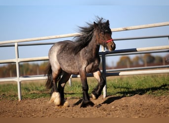 Tinker, Merrie, 3 Jaar, 130 cm, Roan-Bay