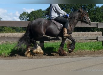 Tinker, Merrie, 3 Jaar, 134 cm, Bruin