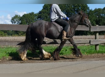 Tinker, Merrie, 3 Jaar, 134 cm, Bruin