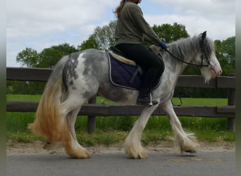 Tinker, Merrie, 3 Jaar, 134 cm, Roan-Blue