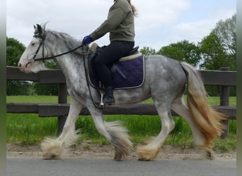 Tinker, Merrie, 3 Jaar, 134 cm, Roan-Blue