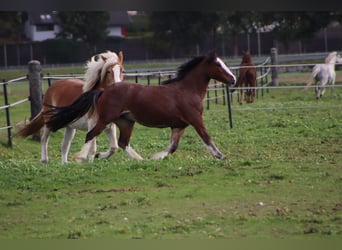 Tinker, Merrie, 3 Jaar, 135 cm, Sabino