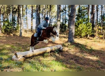 Tinker, Merrie, 3 Jaar, 140 cm, Donkere-vos