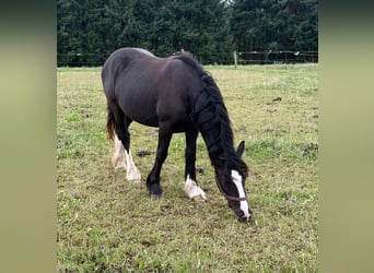 Tinker, Merrie, 3 Jaar, 144 cm, Zwart