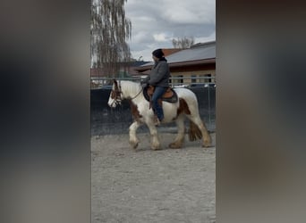 Tinker, Merrie, 3 Jaar, 145 cm, Gevlekt-paard
