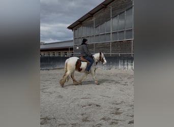 Tinker, Merrie, 3 Jaar, 145 cm, Gevlekt-paard