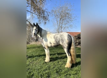 Tinker, Merrie, 3 Jaar, 145 cm, Gevlekt-paard